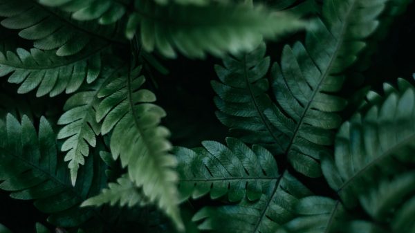 portrait image placeholder