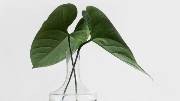 square image placeholder